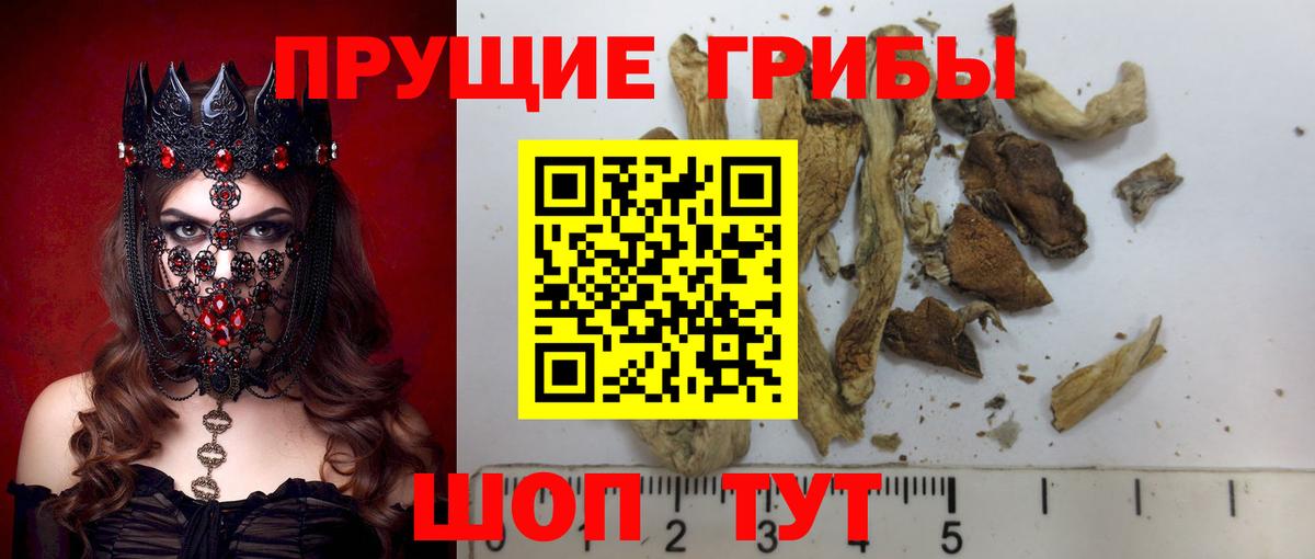 Псилоцибиновые грибы мицелий Новозыбков